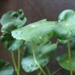 What is Centella Asiatica​